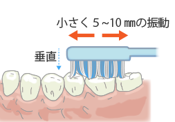 奥歯の溝を磨くポイント イラスト