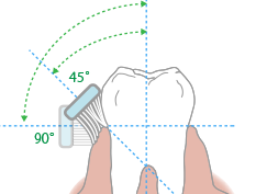 歯と歯茎のすき間を磨くポイント イラスト
